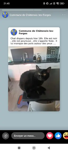 chatte lost   90700 Châtenois-les-Forges Yoda