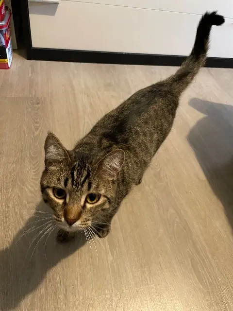 chatte lost   90400 Danjoutin Youma