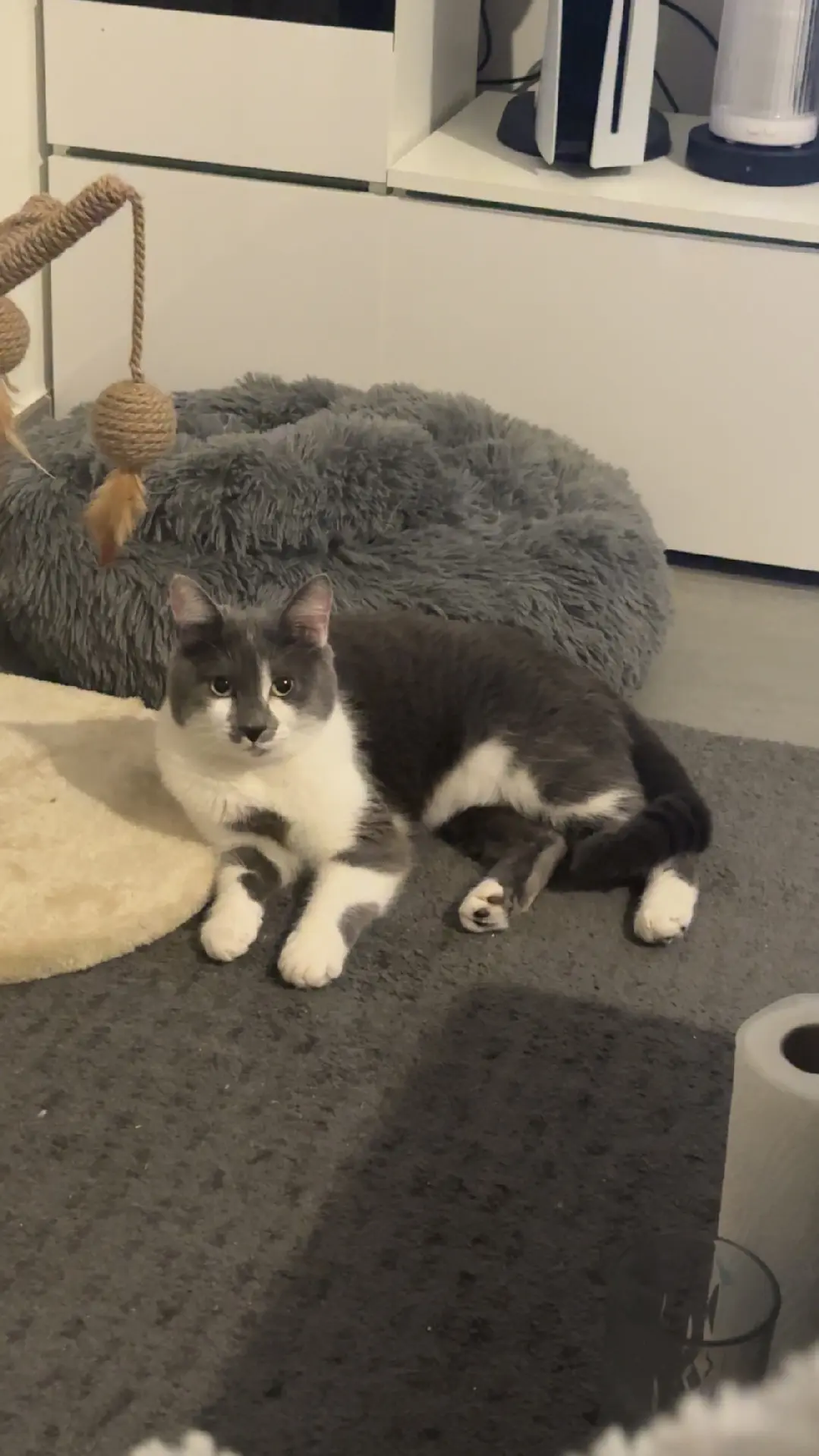 Chatte Perdue 91 Essonne Chatte Perdue 91 Essonne
