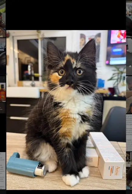 chatte lost   91180 Saint-Germain-lès-Arpajon Adès