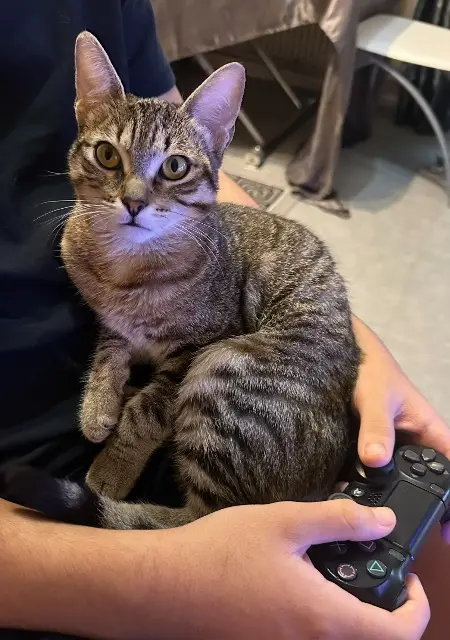 chatte lost   91420 Morangis Alma