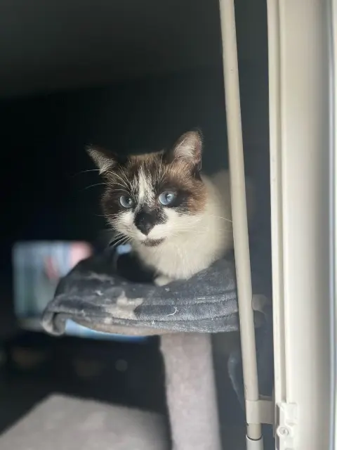chatte lost   91100 Corbeil-Essonnes Athéna