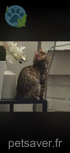 gata lost   91270 Vigneux-sur-Seine Bagheera