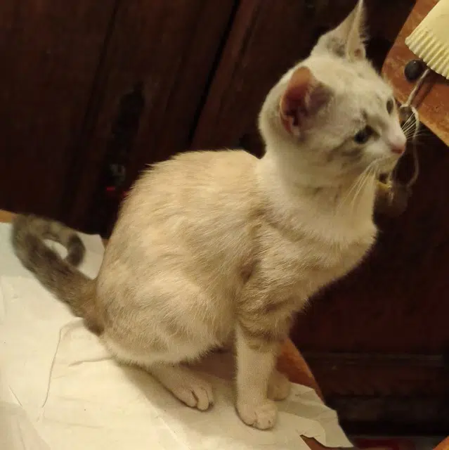 chatte lost   91650 Breuillet Bambi