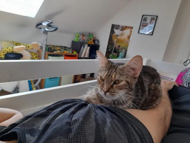 chatte lost   91700 Villiers-sur-Orge Bichette clidi