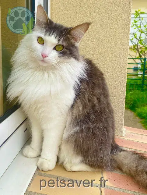 cat lost 91200 Athis-Mons Bichette cat lost 91200 Athis-Mons Bichette