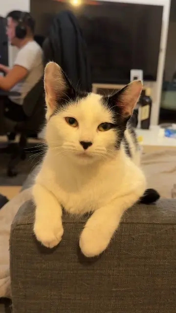 chatte lost   91140 Villebon-sur-Yvette Blue