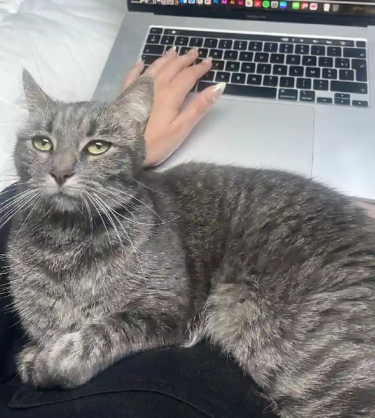 Chatte Perdue 91 Essonne - Boo Chatte Perdue 91 Essonne - Boo