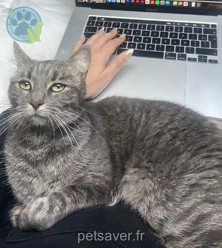 Chatte Perdue 91 Essonne - Boo Chatte Perdue 91 Essonne - Boo