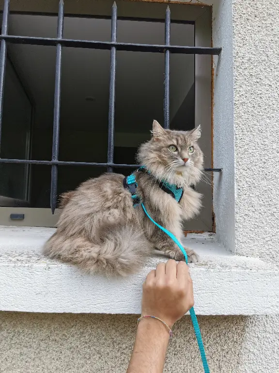 Chatte Perdue 91 Essonne - Bouboule Chatte Perdue 91 Essonne - Bouboule