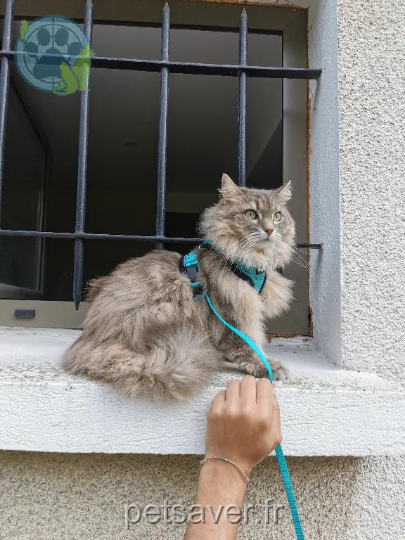 Chatte Perdue 91 Essonne - Bouboule Chatte Perdue 91 Essonne - Bouboule