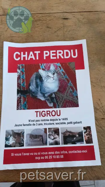 gata lost   91650 Breux-Jouy Tigrou