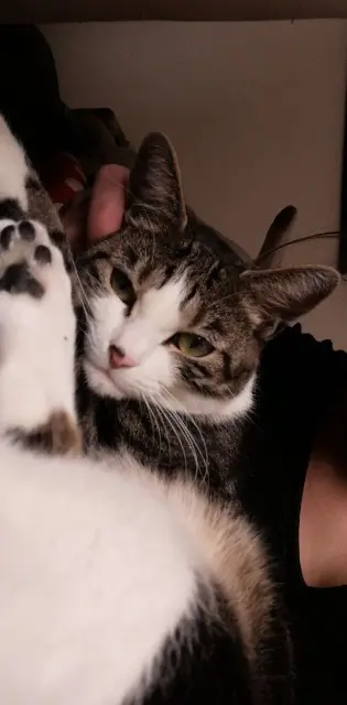 chatte lost   91300 Massy Bwibwi