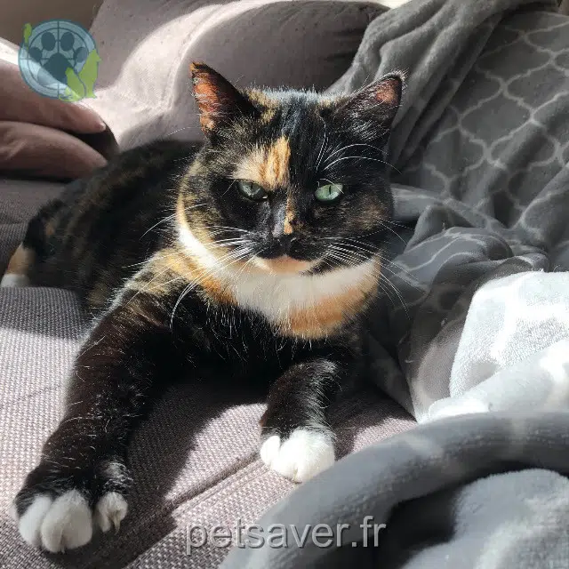 chatte lost   91150 Morigny-Champigny Bébé