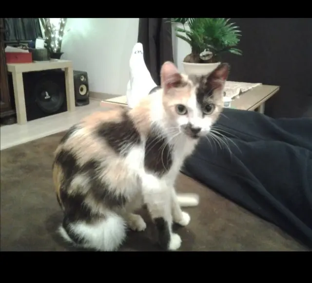 chatte lost   91590 Boissy-le-Cutté Caline