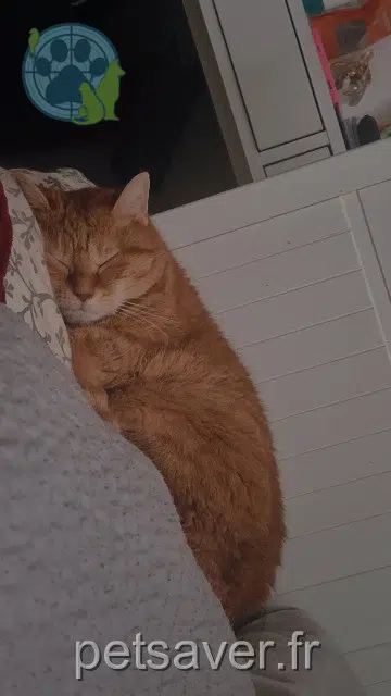 chatte lost   91700 Fleury-Mérogis Cannelle