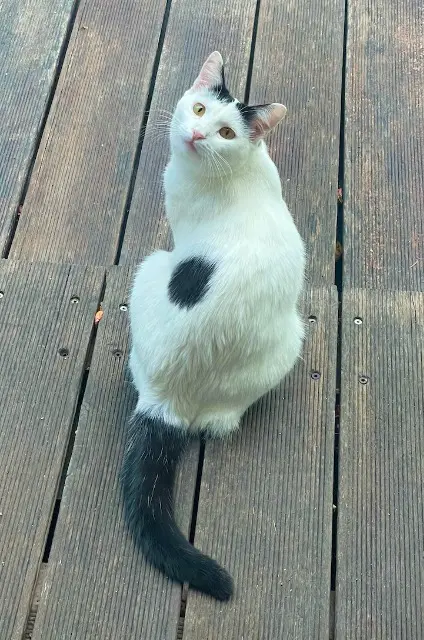 chatte lost   91490 Oncy-sur-École Cerise