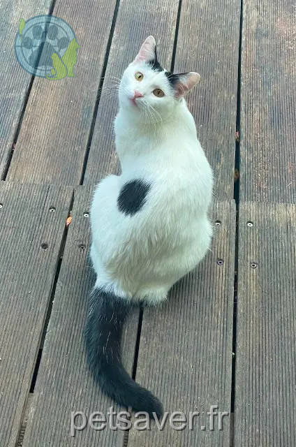 chatte perdue 91490 Oncy-sur-École Cerise chatte lost 91490 Oncy-sur-École Cerise