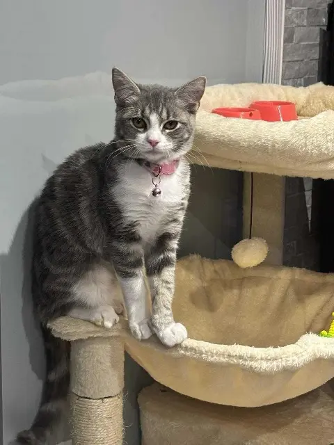 chatte lost   91470 Limours Charlie