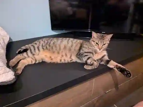 Chatte Perdue 91 Essonne - Chibi Chatte Perdue 91 Essonne - Chibi