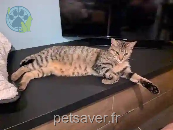 Chatte Perdue 91 Essonne - Chibi Chatte Perdue 91 Essonne - Chibi