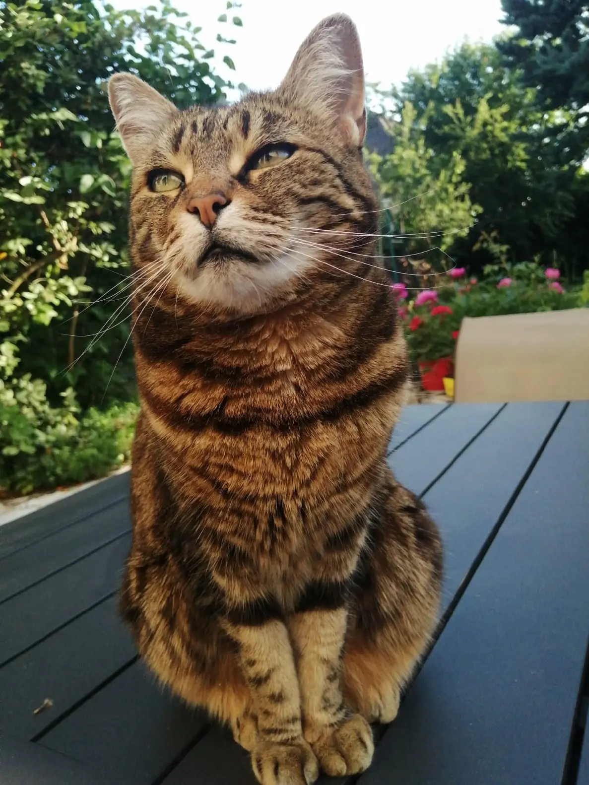 chatte perdue 12 Rue du Pavillon 91360 Épinay-sur-Orge Chipie chatte lost 12 Rue du Pavillon 91360 Épinay-sur-Orge Chipie