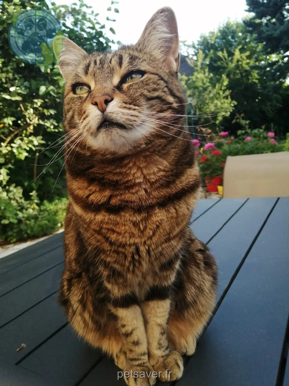 Katze vermisst 12 Rue du Pavillon 91360 Épinay-sur-Orge Chipie Katze lost 12 Rue du Pavillon 91360 Épinay-sur-Orge Chipie