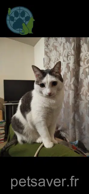 gatta persa 91410 Dourdan Chipie gatta lost 91410 Dourdan Chipie