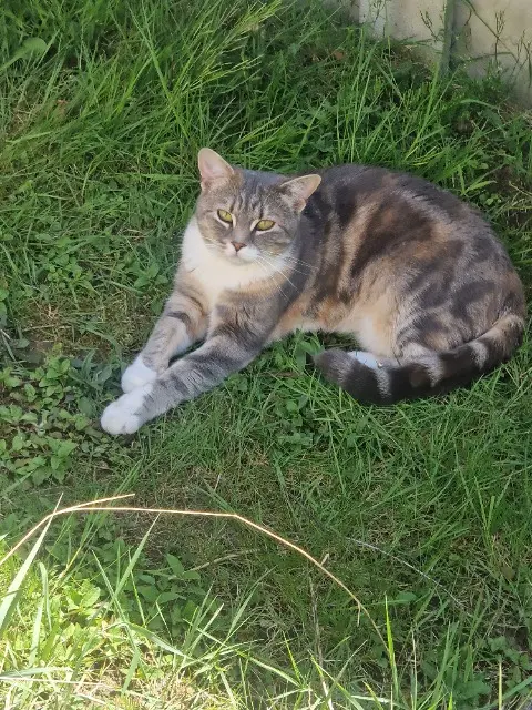 chatte lost   91510 Lardy Chippy