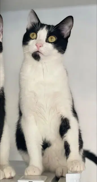 Katze vermisst 91340 Ollainville Chouquette Katze lost 91340 Ollainville Chouquette
