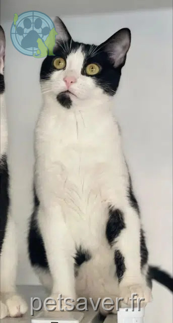 cat lost 91340 Ollainville Chouquette cat lost 91340 Ollainville Chouquette