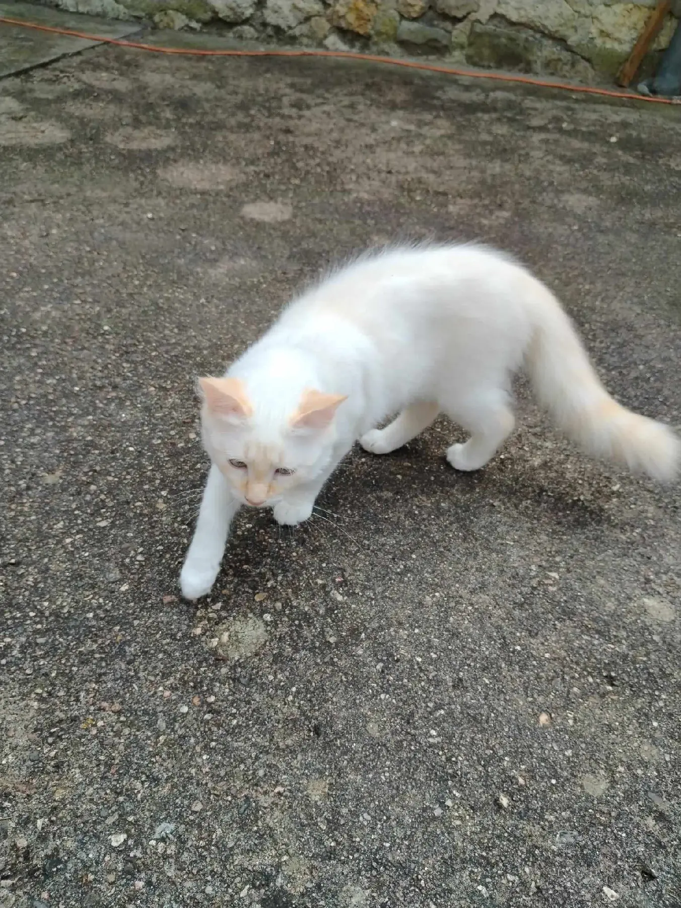 Chatte Perdue 91 Essonne - Chufi Chatte Perdue 91 Essonne - Chufi