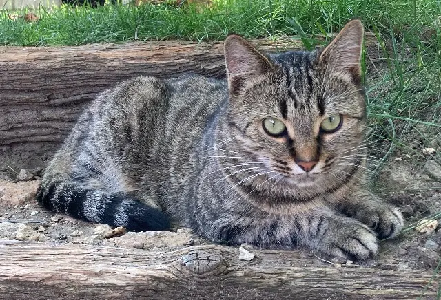 chatte lost   91330 Yerres Clochette