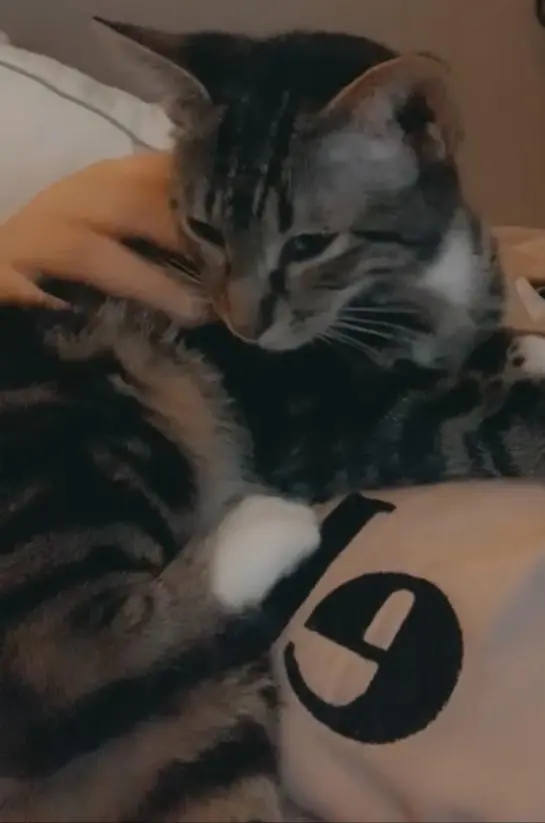 Chatte Perdue 91 Essonne - Cookie Chatte Perdue 91 Essonne - Cookie
