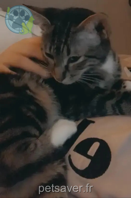 Chatte Perdue 91 Essonne - Cookie Chatte Perdue 91 Essonne - Cookie