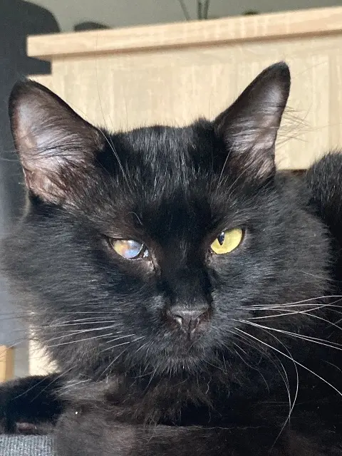chatte lost   91240 Saint-Michel-sur-Orge Cookie