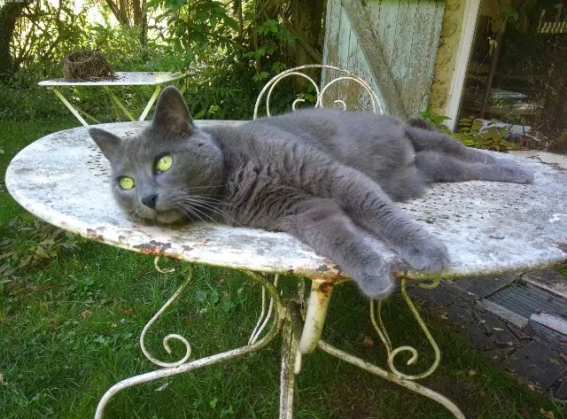 chatte lost   91690 Saclas Coquinette