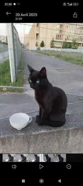 chatte lost   91120 Palaiseau Courgette
