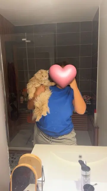 chatte lost   91600 Savigny-sur-Orge Darling