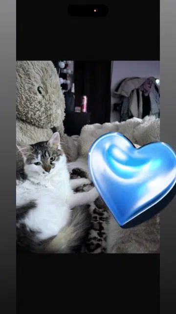 chatte lost   91170 Viry-Châtillon Dasha