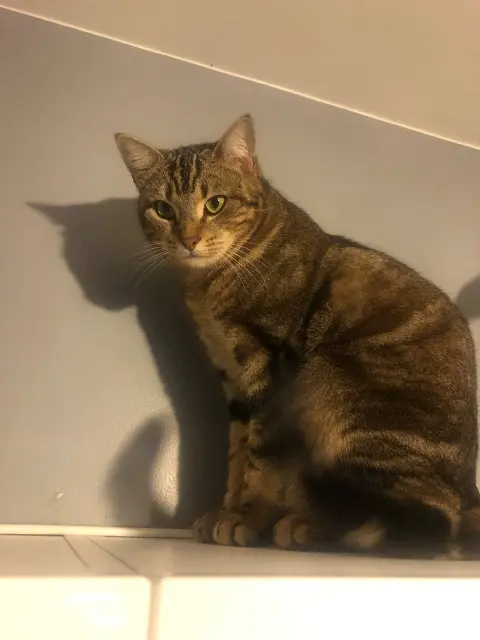 chatte lost   91180 Saint-Germain-lès-Arpajon Dory