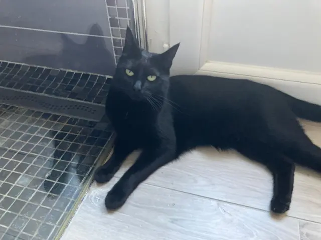 chatte lost   91200 Athis-Mons Eclipse