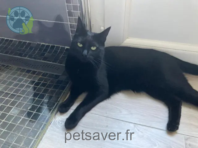 chatte perdue 91200 Athis-Mons Eclipse chatte lost 91200 Athis-Mons Eclipse