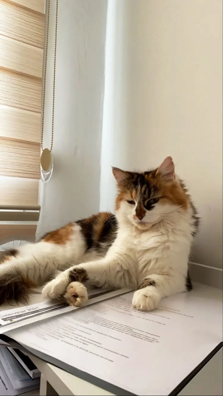 Chatte Perdue 91 Essonne - Findik Chatte Perdue 91 Essonne - Findik