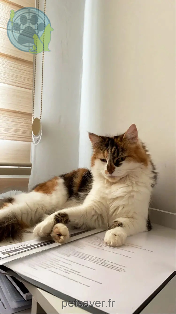 Chatte Perdue 91 Essonne - Findik Chatte Perdue 91 Essonne - Findik