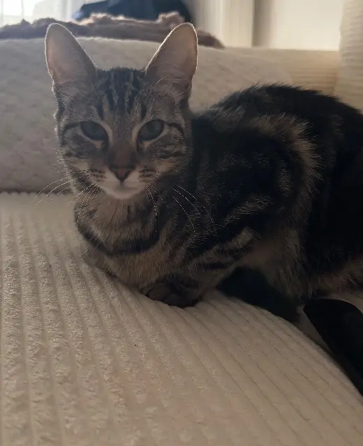 chatte lost   91200 Athis-Mons Fiona