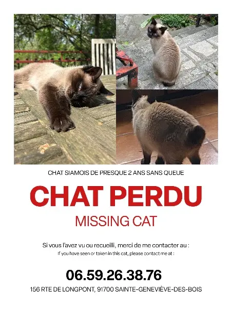 chatte lost   91700 Sainte-Geneviève-des-Bois Foa