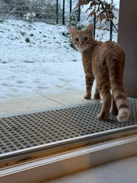 chatte lost   91540 Ormoy GAIA
