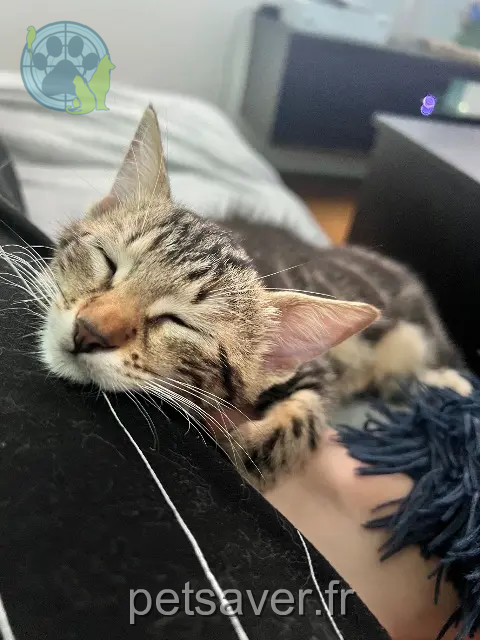 Chatte Perdue 91 Essonne - Mimine Chatte Perdue 91 Essonne - Mimine