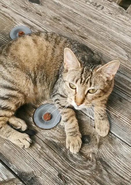 chatte lost   91140 Villebon-sur-Yvette Gatita